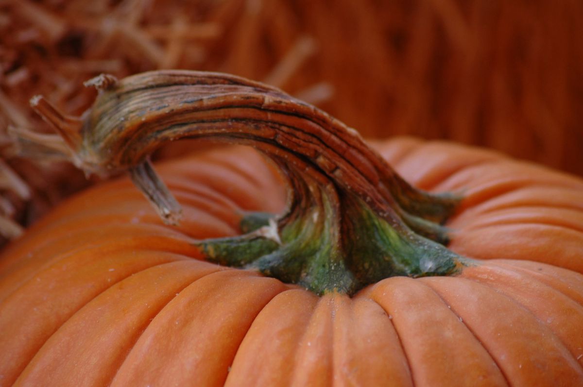 Happy Fall!! Sparkling Owl