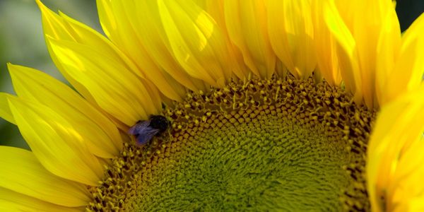 closeup shot of a small honey bee on a flower 