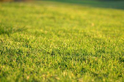 grass cut by a ride on mower
