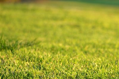 Close-up of green grass in sunlight.