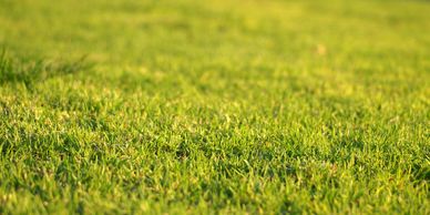 green lawn in the sunlight