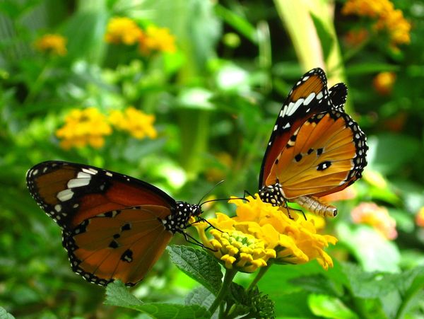 Butterflies on yellow flower