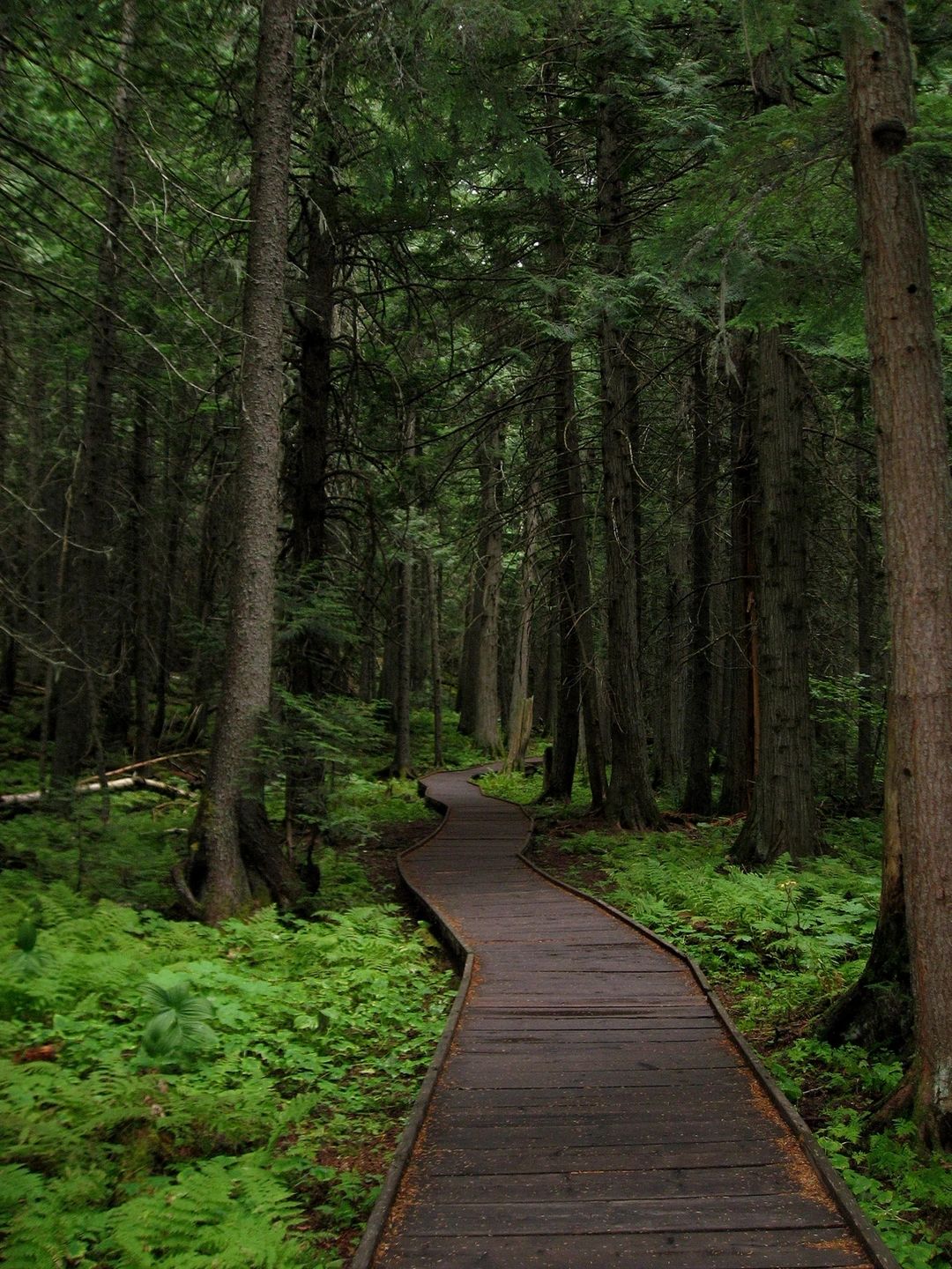 A path in the woods.