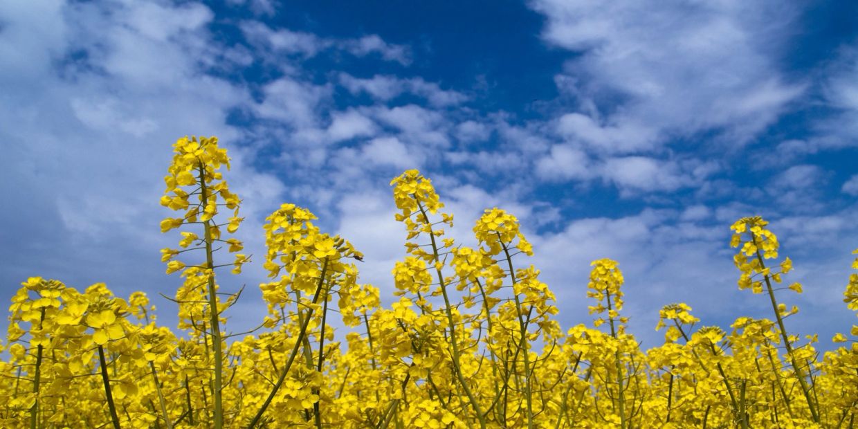 Bright yellow flowers bloom under a vibrant blue sky with scattered clouds.