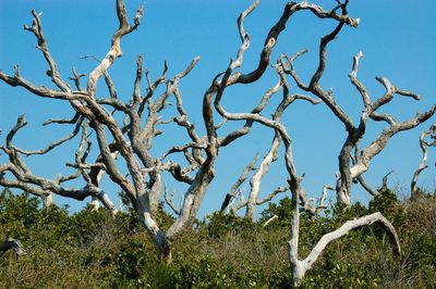 Dead tree without bark due to disease or pest.