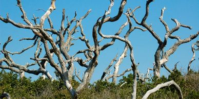 Bare, twisted tree branches against a clear blue sky.