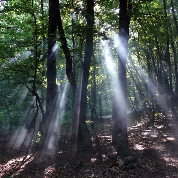 The light of the sun breaking through the shadowed forest.