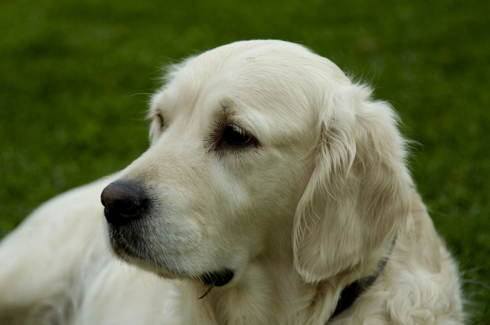 Friendly Gun Sniffing Dogs Bullseye K9 Detection