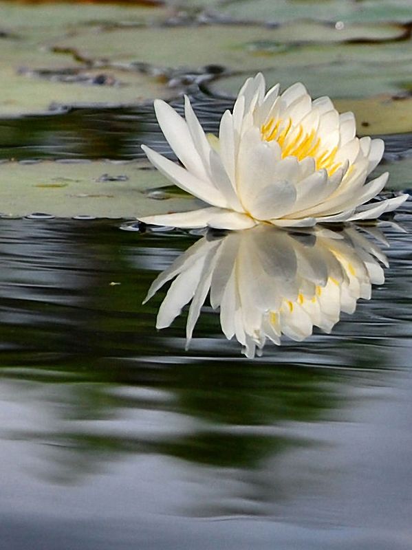 A white water lily beautifully reflected on calm pond water.