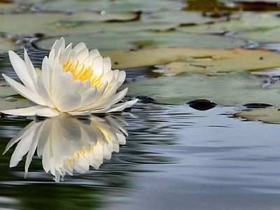 White water lily floating on calm water with reflection.