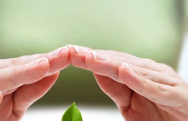 Hands protecting a small green plant symbolizing care and growth.