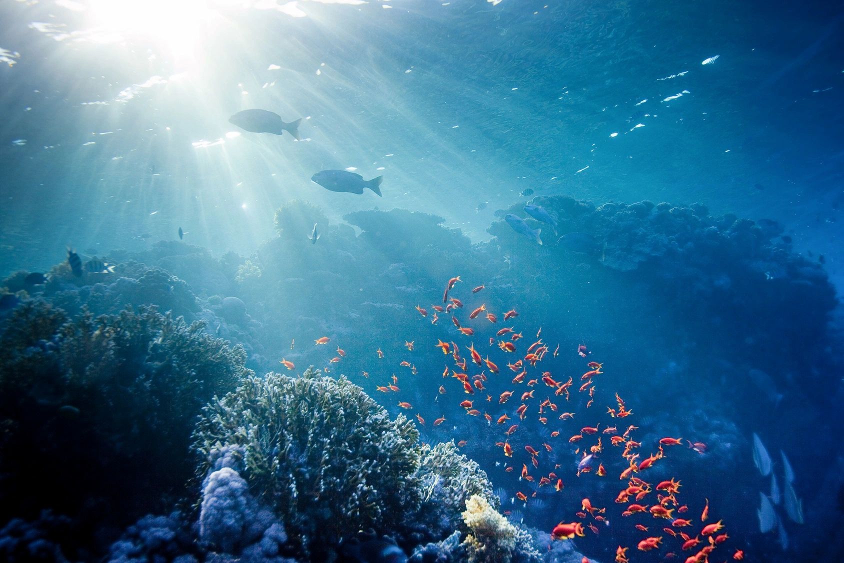 Природа подводный мир. Подводный мир. Риф Калуокахина. Атлантический океан коралловый риф. Подводные пейзажи. Красивые подводные пейзажи.