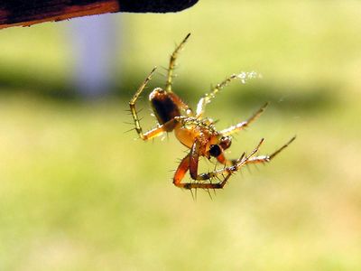 spider control in Temecula, spider control in riverside, termite exterminators