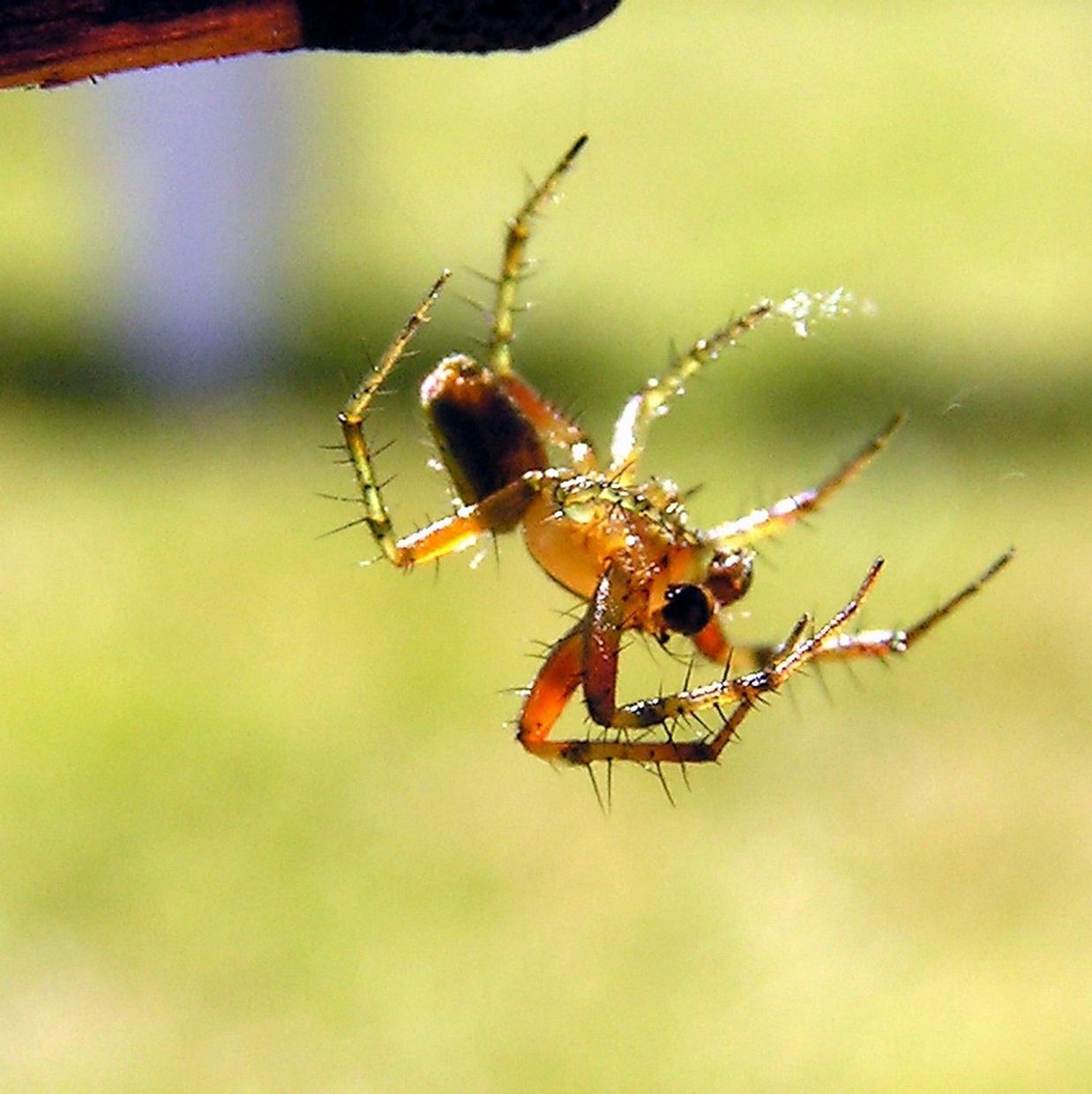 Arachnophobia: Fear of spiders