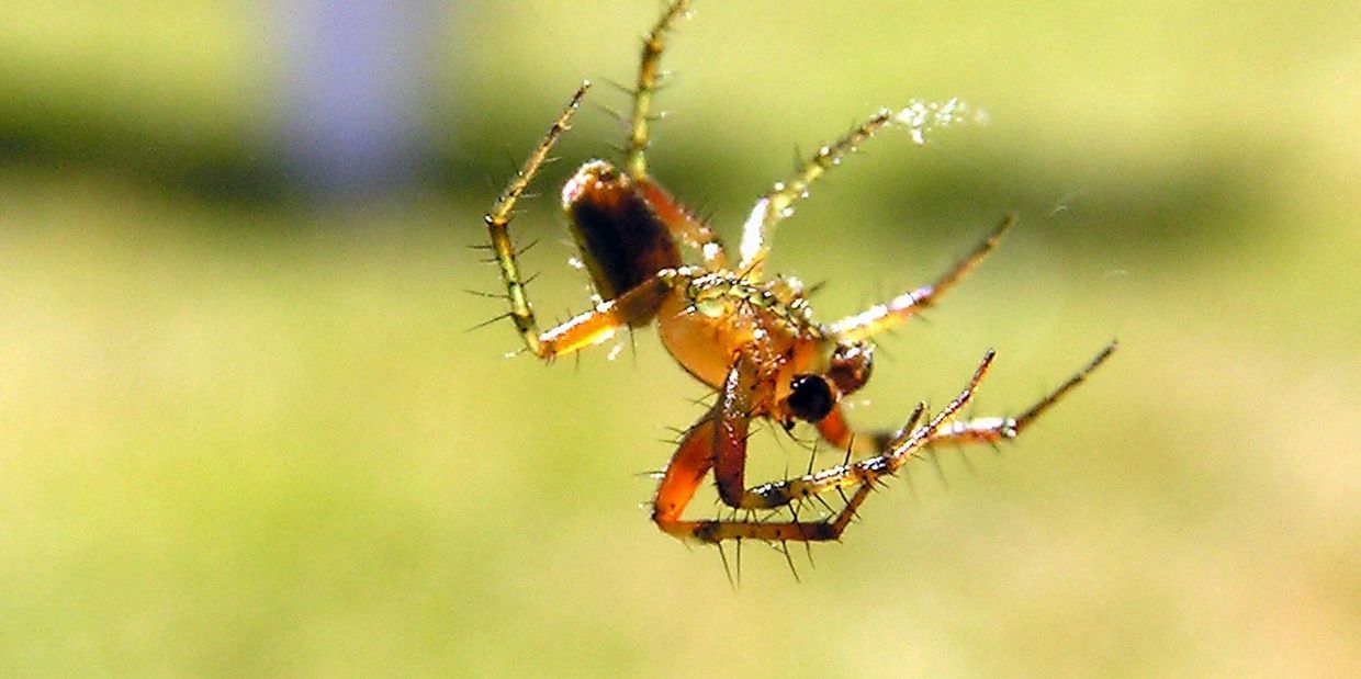 Eastside Pest Control Spider Control, Spider Removal, Spider