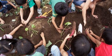 children are planting in the soil