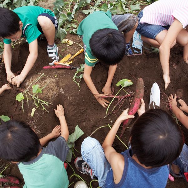 Children harvesting sweet potatoes together in a garden.