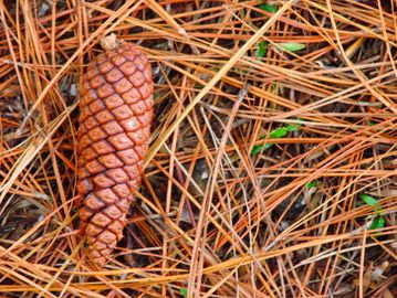 Pinestraw installation