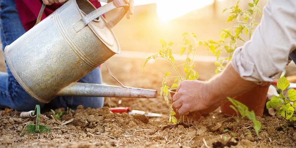 How often to water plants and soil moisture holding capacity.