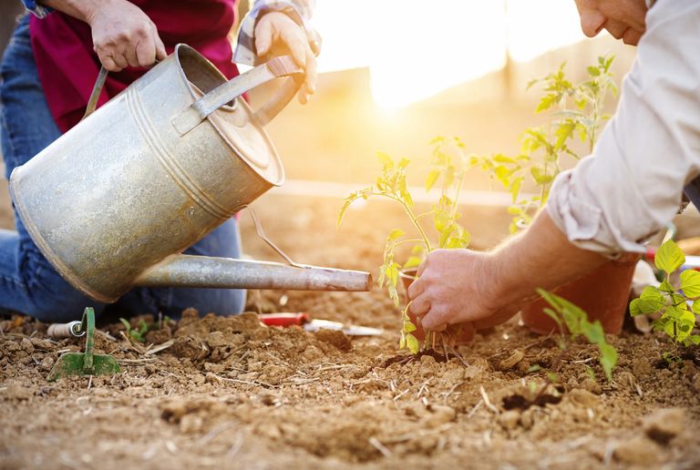Planting a garden