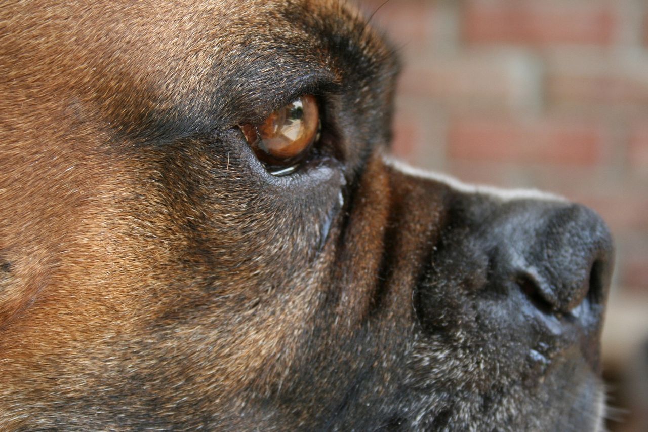 what are the symptoms of a dog with a brain tumor