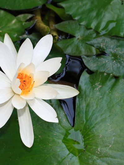 White water lily with green leaves.