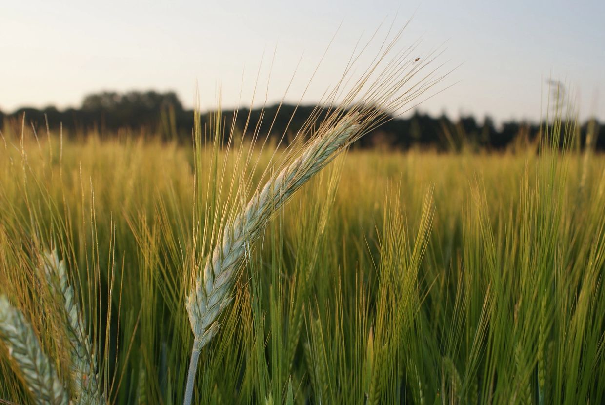 Close-up of barley in a sunlit field during golden hour.