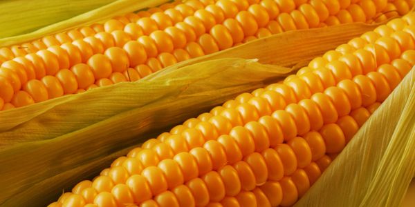 Close-up of fresh yellow corn on the cob with husks partially peeled back.