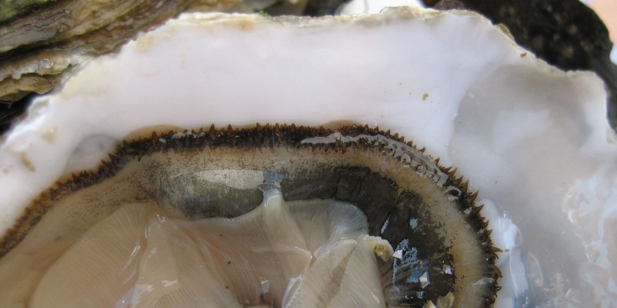 FERMENTED SARCO OYSTER