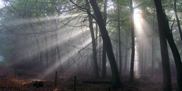 Sunlight beams through foggy forest trees.