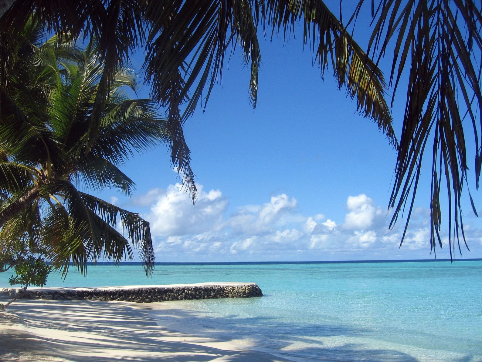 palm trees sitting on the beach next to the clear blue ocean