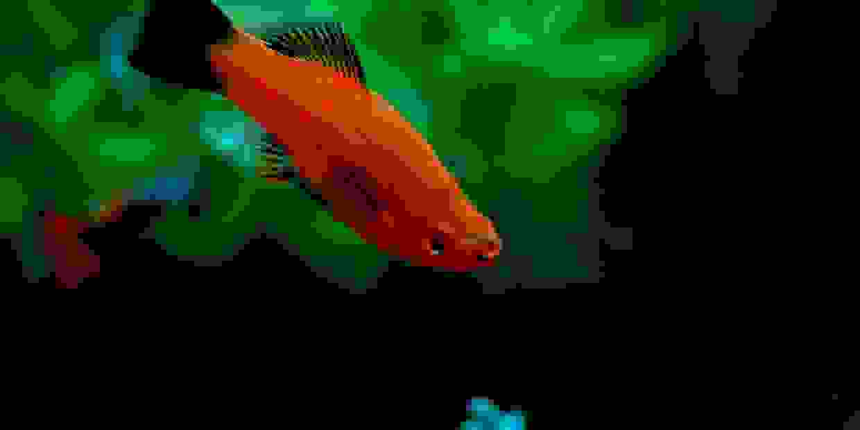 Fish Paradise Fish Store, Aquatic Supplies, Aquarium Supply