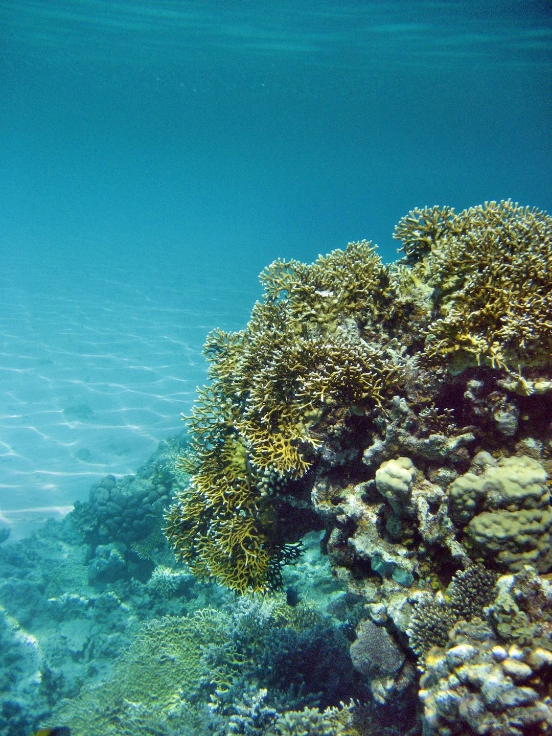 Discover the Amazing Sea Moss Gel Benefits at Whole Body Health 