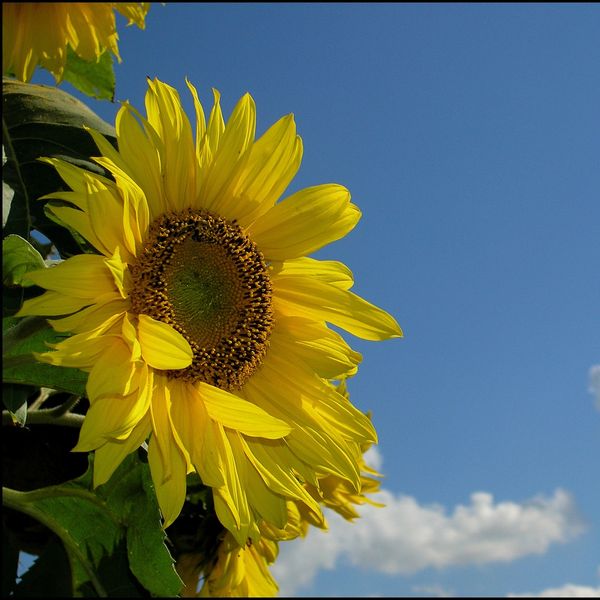 Close-up of a vibrant sunflower against a clear blue sky.
