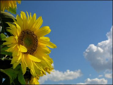 Close-up of a bright sunflower against a blue sky.