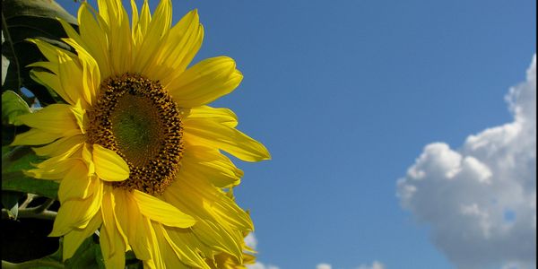 sunflower, sky and clouds