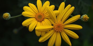 Arnica oil has become popular for its pain-relieving and health-promoting properties.
Arnica flowers