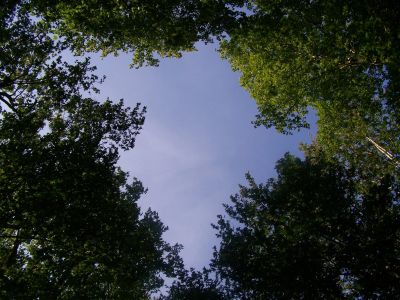 View of sky framed by tree tops.