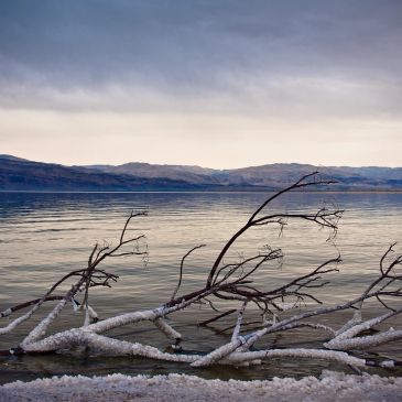 Salt-encrusted branches lie in the calm waters of a serene lake under a cloudy sky.