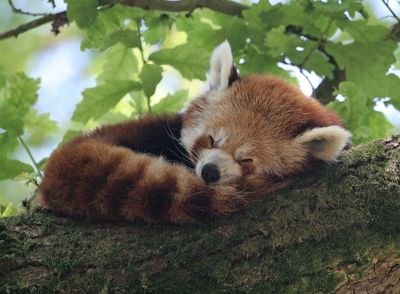 A red panda asleep on a branch. 