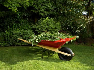 Wheelbarrow full of trimmed branches.