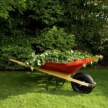 Leaf clippings in wheelbarrow.