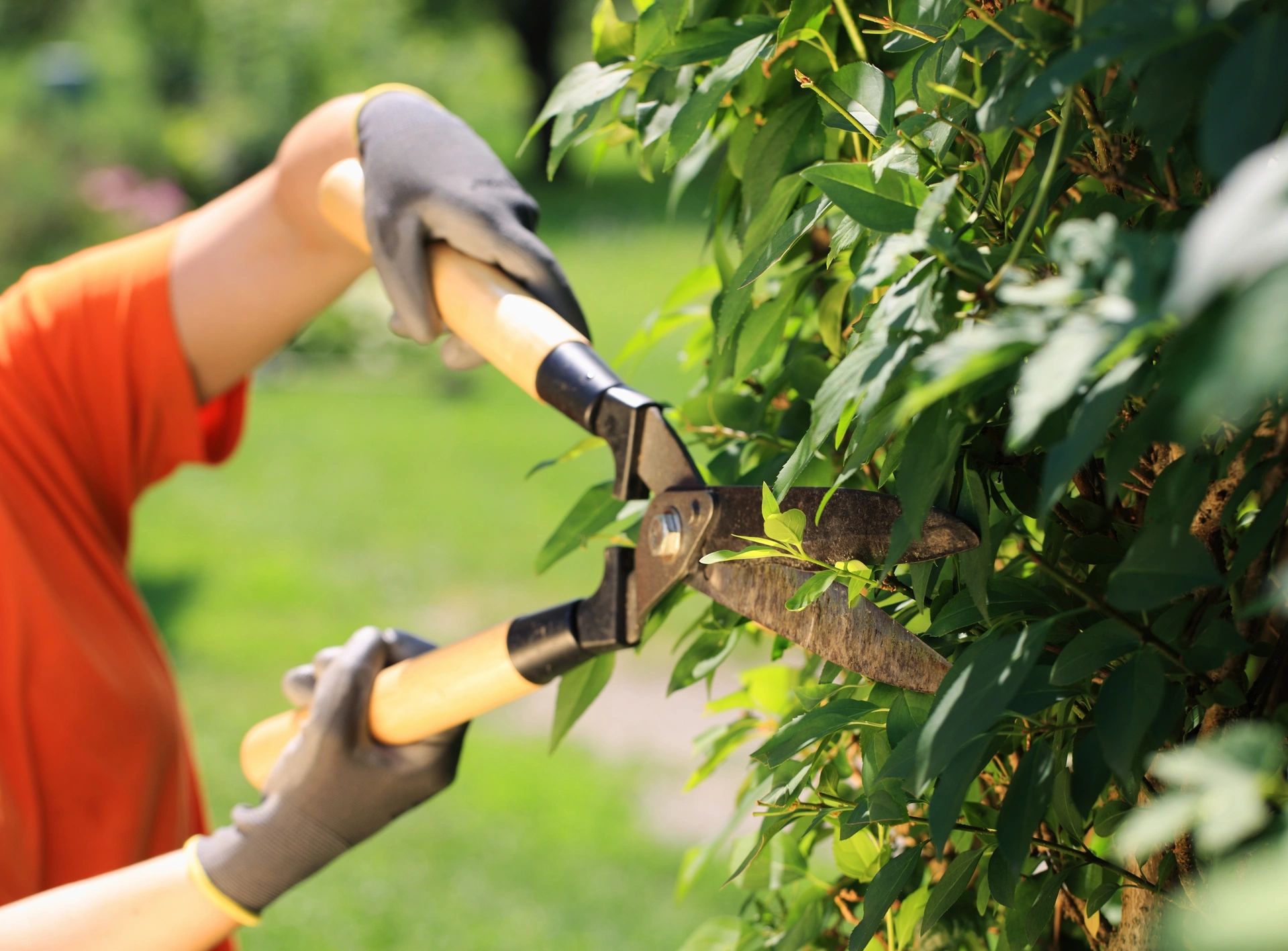 Pruning with hand shears