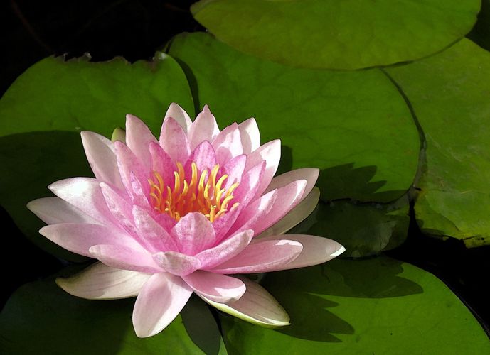 Pink lotus flower on lily pads — symbol of growth and healing for Lotus Patch Counseling in Brentwoo