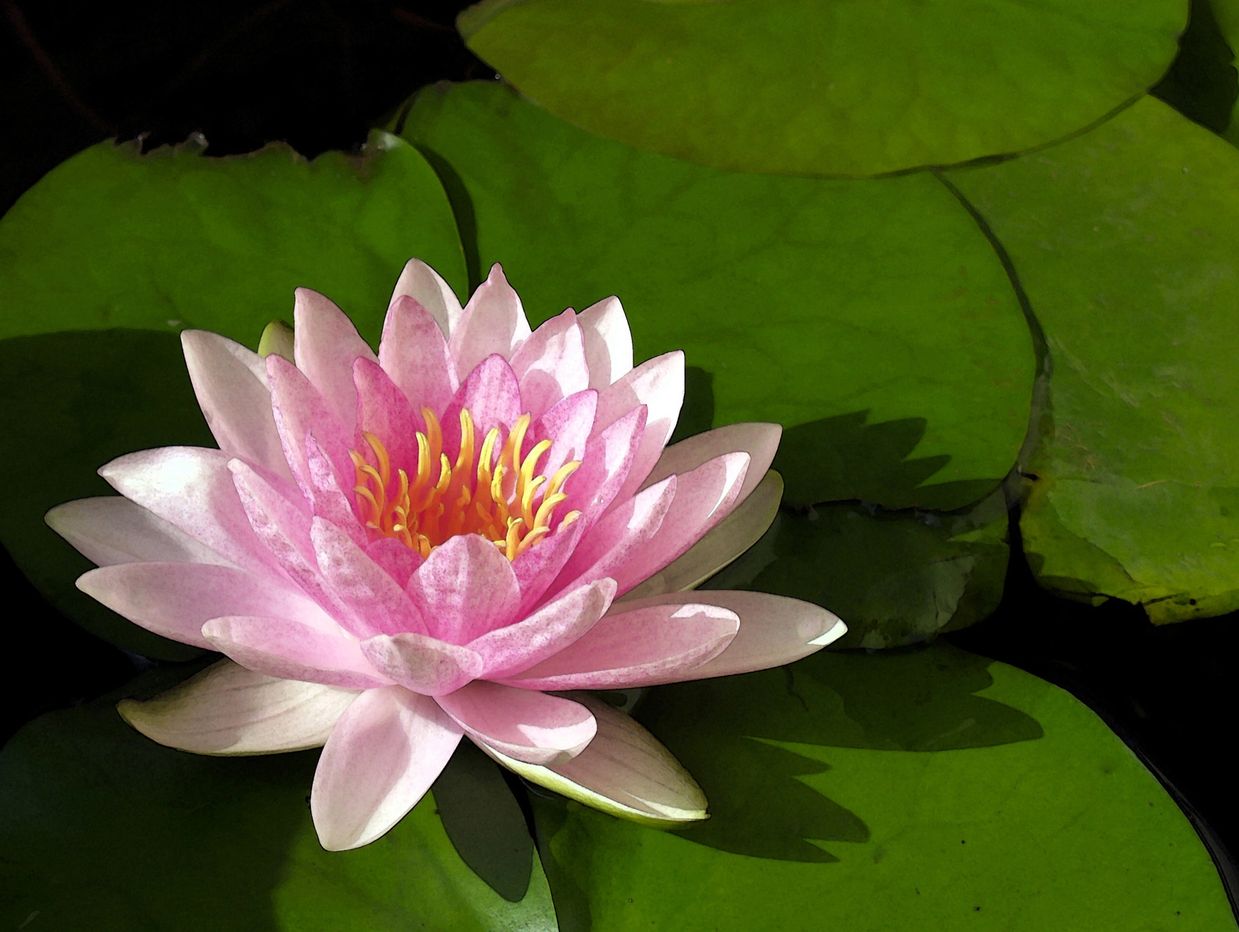A pink water lily blooming on green lily pads.