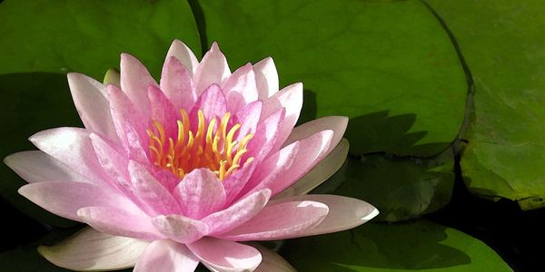 A pink water lily blooming on a pond with green lily pads.