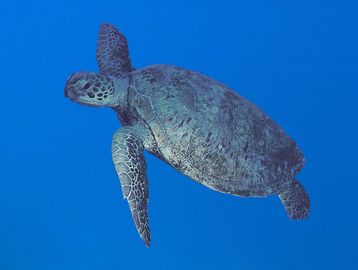 A sea turtle swimming in clear blue ocean water.