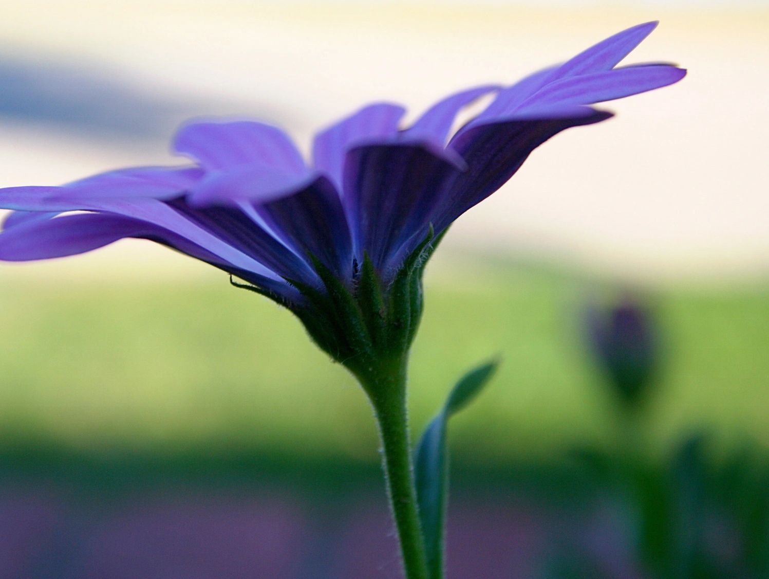 Close-up of a purple flower with blurred background.