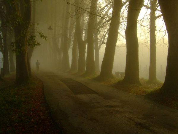 Foggy tree-lined path with a silhouette of a person.