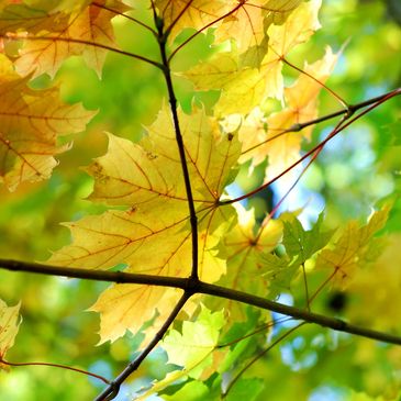 Certified arborist assessing tree health for treatment. Omaha Arborist specializing in tree pruning